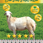 فيدي نصف ذبيحة 5-6ك
