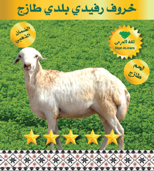 خروف رفيدي وسط جذع 11-13 ك