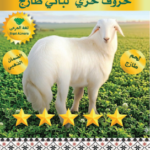 حري هرفي وسط 11-13 ك