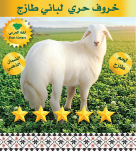 حري هرفي وسط 11-13 ك