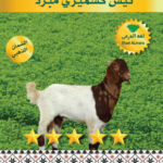 تيس كشميري نصف ذبيحة