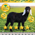 تيس وسط 14-15 ك
