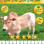 سجق عجل ممتاز 1 ك