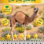 استيك حاشي تربية -قطعة