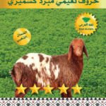 نعيمي كشميري وسط 9-10ك