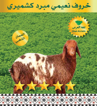 نعيمي كشميري صغير 8-9ك