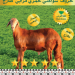 سواكني جذع مرابي 16-18ك