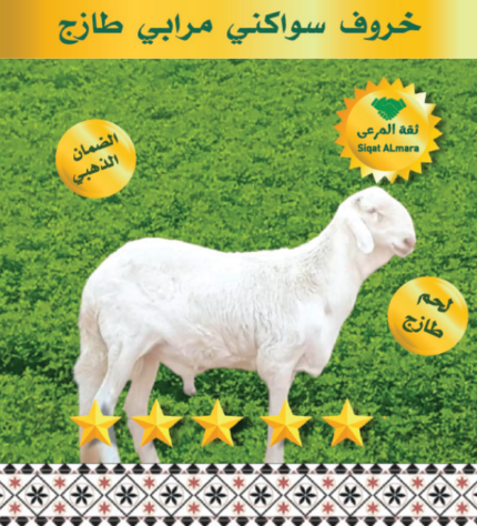 سواكني جذع تربية 18-20ك