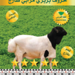 خروف بربري تربية جذع 10-11 ك