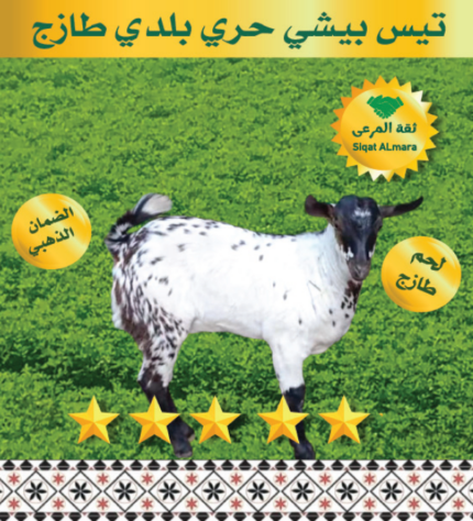 تيس بيشي صغير 13-15ك