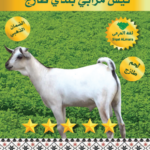 نتيس تربية 8-9 ك