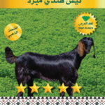 تيس هندي مبرد 10ربع